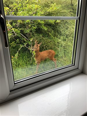 Deer eating apples visiting garden Room 1